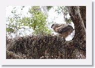 Great Horned Owl chick