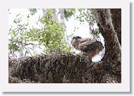 Great Horned Owl chick