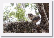 Great Horned Owl chick