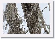 Barred Owl chick