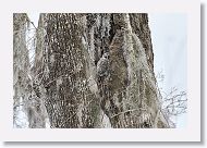 Barred Owl chick