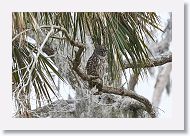 Barred Owl adult