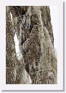 Barred Owl chick