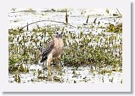 Red-shouldered Hawk