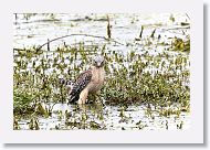 Red-shouldered Hawk