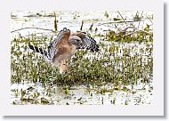 Red-shouldered Hawk