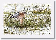 Red-shouldered Hawk