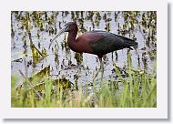 Glossy Ibis