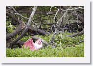 Roseatte Spoonbill