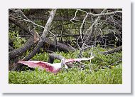 Roseatte Spoonbill