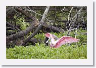 Roseatte Spoonbill