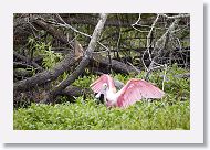 Roseatte Spoonbill