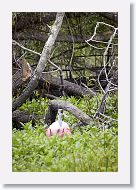 Roseatte Spoonbill