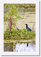 Purple Gallinule