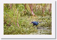 Purple Gallinule