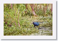 Purple Gallinule