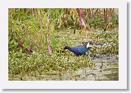 Purple Gallinule