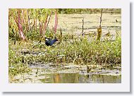 Purple Gallinule