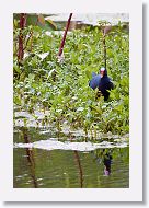 Purple Gallinule