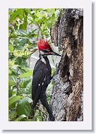 Pileated Woodpecker