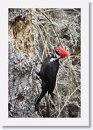 Pileated Woodpecker