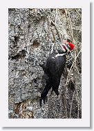 Pileated Woodpecker