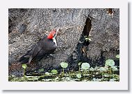 Pileated Woodpecker