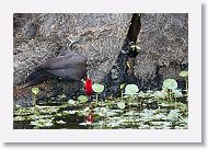 Pileated Woodpecker