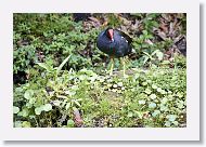 Common Gallinule