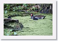 Common Gallinule with chick