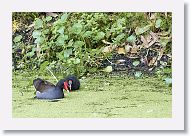 Common Gallinule with chick