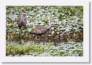 Limpkin adults