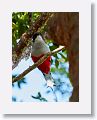 Cuban Trogon