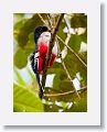 Cuban Trogon