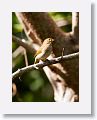 Indigo Bunting (female)