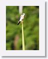 American Kestrel