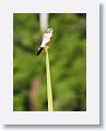 American Kestrel