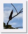 Great Lizard-Cuckoo