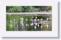 Black-necked Stilts