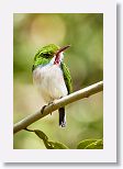 Cuban Tody