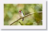 Cuban Tody