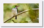 Cuban Tody