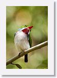 Cuban Tody