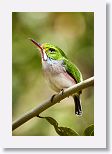 Cuban Tody