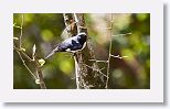 Black-throated Blue Warbler