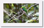 Cuban Tody