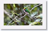 Cuban Tody