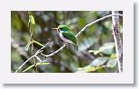 Cuban Tody