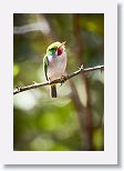 Cuban Tody