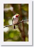 Cuban Tody